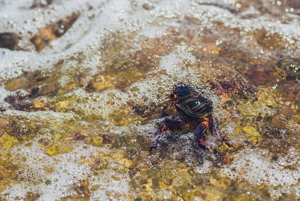 Wet sea crab on the stone. sunny summer day - 写真・画像