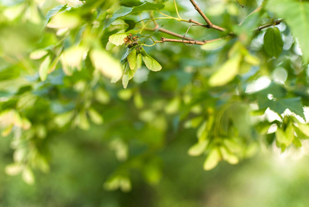 Green maple tree foliage leaves under overcast day. selective focus macro shot with shallow DOF - Foto, afbeelding