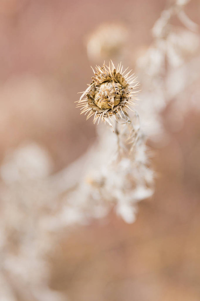 Sušené divoké Thistle v zimě v pastelových barvách a rozostřeného pozadí - Fotografie, Obrázek