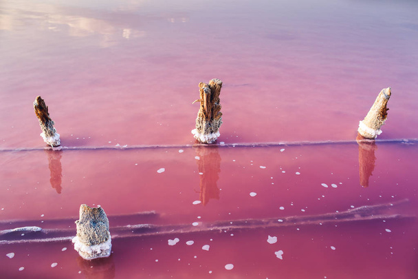 Деревянные сваи, торчащие из розового озера соленого завода
. - Фото, изображение