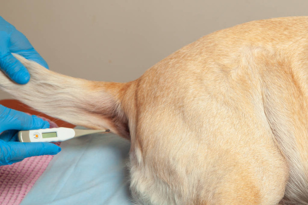 Meting van de temperatuur in de hond door rectale thermometer. Dierenarts kliniek. - Foto, afbeelding