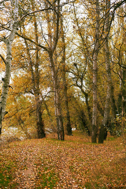 όμορφο φθινοπωρινό τοπίο, κίτρινα φύλλα στο δάσος - Φωτογραφία, εικόνα