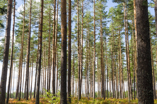 Lumineuse et belle forêt de pins avec de grands troncs d'arbres
 - Photo, image