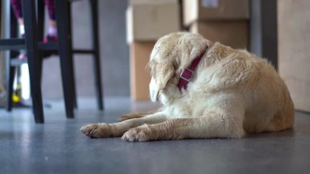animal-friendly cafe - the dog is resting in a cafe waiting for the hosts - Imágenes, Vídeo