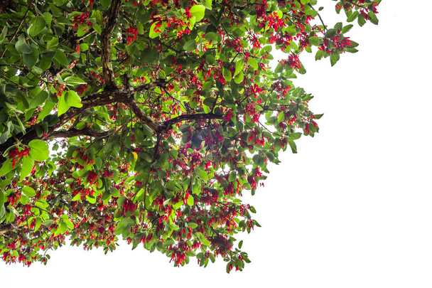 Kıllı Keruing ağaç beyaz arka plan ve kırpma yolu izole kırmızı çiçekli bir bitkidir. Bilim adını: Dipterocarpus Labada Teijsm. Miq EX. - Fotoğraf, Görsel