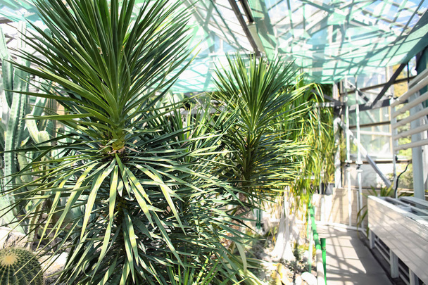 Różne egzotyczne rośliny w szklarni ogród botaniczny - Zdjęcie, obraz