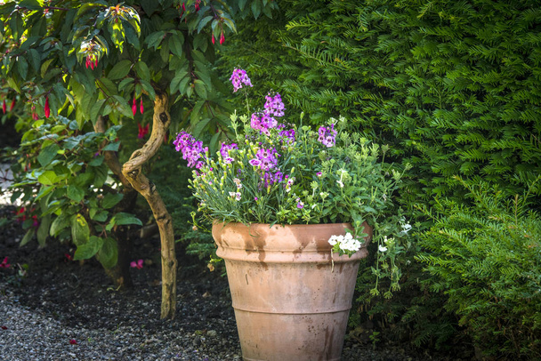 Kukkia potin violetti kukkia vihreässä puutarhassa kesällä
 - Valokuva, kuva