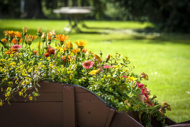 Colorful flowers in a wooden wheelbarrow in a garden in the summer - Photo, Image