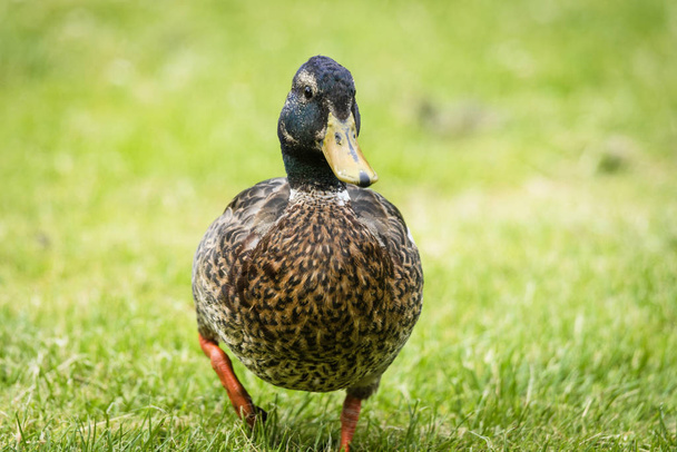 Big duck with brown chest walking on green grass in the springtime - Φωτογραφία, εικόνα