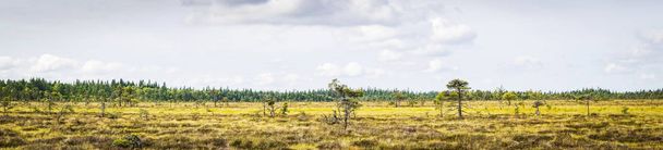 Plaines sèches avec pins dans un paysage panoramique en été
 - Photo, image