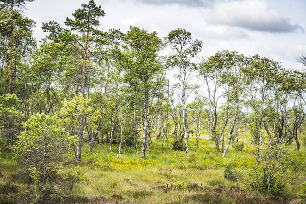 Birch trees with green leaves in the spring in a forest clearing - Photo, Image