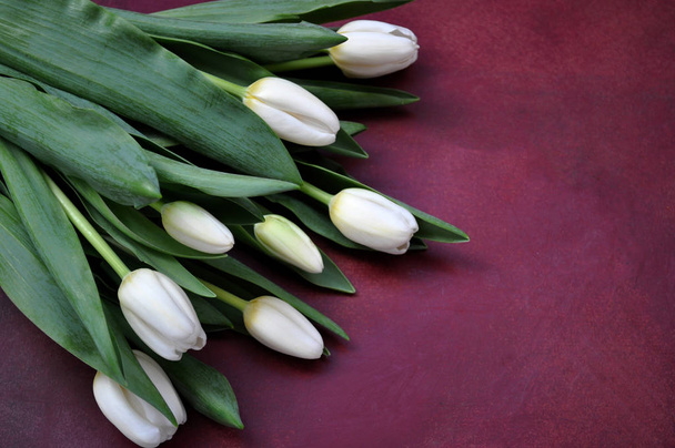 white tulips on red background - Photo, Image
