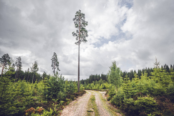 Sendero natural en un bosque escandinavo con altos pinos en verano
 - Foto, Imagen