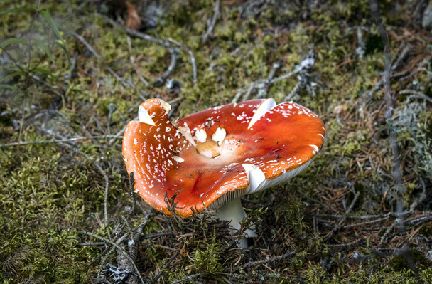 Δηλητήριο μανιτάρι Amanita Muscaria αυξάνεται σε μια περιοχή βρύα στο δάσος το φθινόπωρο - Φωτογραφία, εικόνα