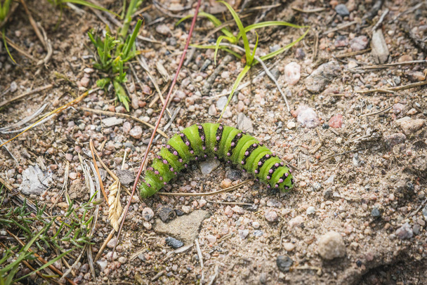 Small Emperor Moth caterpillar in neon green colors in the summer on a rough surface - Photo, Image