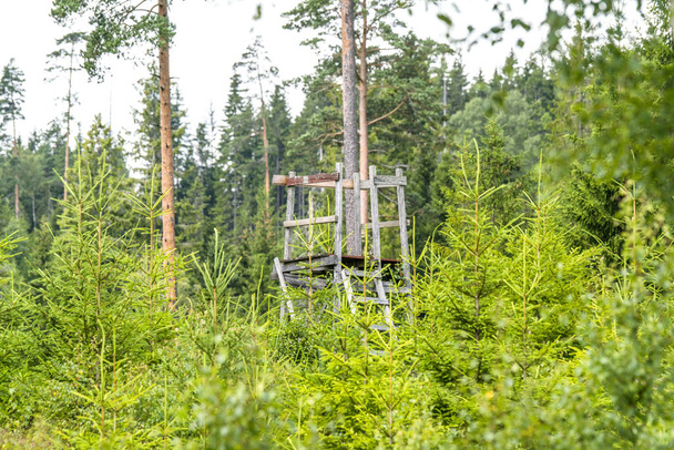 Antigua torre de caza de madera en un bosque en el verano rodeado de copas de pinos
 - Foto, Imagen