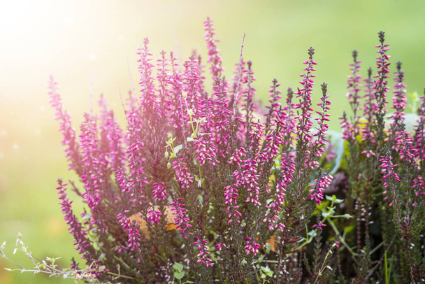 Erica plant with beautiful violet colors on a green background - Photo, Image