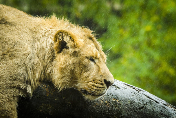 Löwenweibchen versucht an einem regnerischen Tag im Freien zu schlafen, während Regentropfen auf einen grünen Hintergrund fallen - Foto, Bild