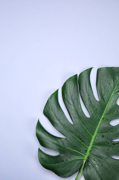 Verse tropische monstera blad op kleur achtergrond - Foto, afbeelding
