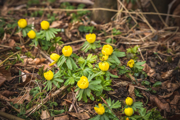 Eranthis kukkia keltainen väri kukkii metsässä myöhään talvella
 - Valokuva, kuva