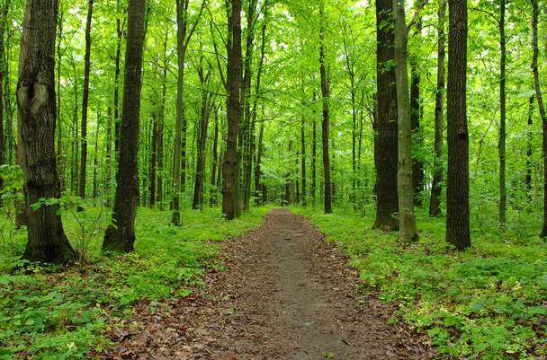 Path in forest - Zdjęcie, obraz