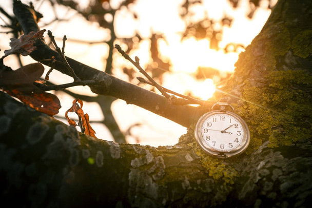 Antique pocket watch hanging on a tree in the fall on a beautiful morning in the sunrise - Photo, Image