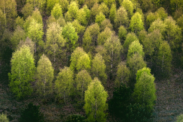 Sonbaharda yeşil ve sarı renklerde yukarıdan bir ormandaki renkli ağaçlar - Fotoğraf, Görsel