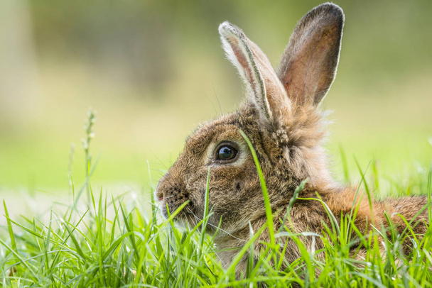 Coelho marrom escondido na grama verde na primavera olhando bonito com orelhas altas fofas
 - Foto, Imagem