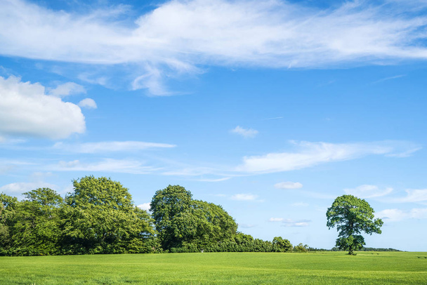 grüne Bäume und blauer Himmel im Frühling mit grünen Feldern und schönen Wolken - Foto, Bild