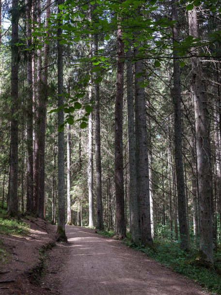 проста сільська гравійна дорога влітку в сільському лісі з деревами навколо і хмарами в небі
 - Фото, зображення