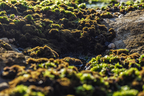 緑の藻と海洋生物、海の岩。エストリルのビーチ。ポルトガル - 写真・画像
