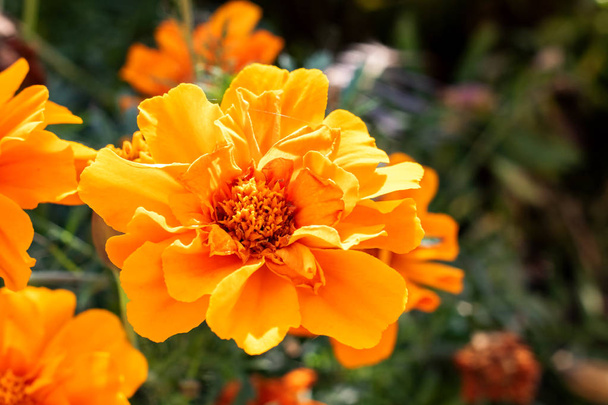 Virág narancssárga szirmok közel a zöld háttér - Fotó, kép