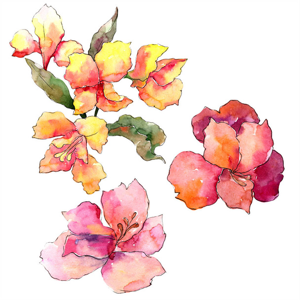 Watercolor colorful alstroemeria flower. Floral botanical flower. Isolated illustration element. Aquarelle wildflower for background, texture, wrapper pattern, frame or border. - Photo, Image