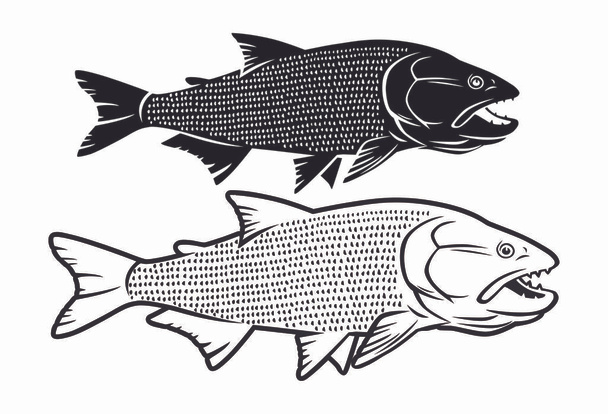  kép salminus halak fehér alapon - Vektor, kép