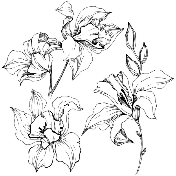 Vector tropische orchidee bloem. Floral botanische bloem. Geïsoleerde illustratie element. Vector wildflower voor achtergrond, textuur, wrapper patroon, frame of rand. - Vector, afbeelding