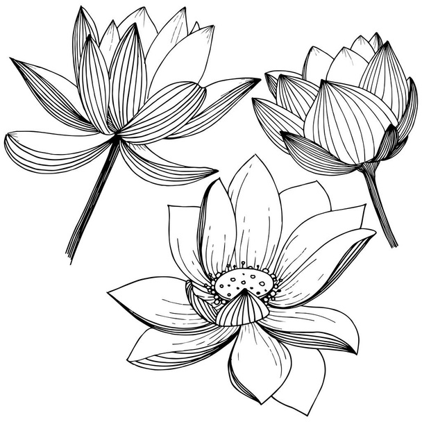Vektor lótuszvirág. Virágos botanikai virág. Elszigetelt ábra elemet. A növény neve: lotus. A háttér textúra, burkoló minta, keret vagy szegélyt vektoros vadvirág. - Vektor, kép
