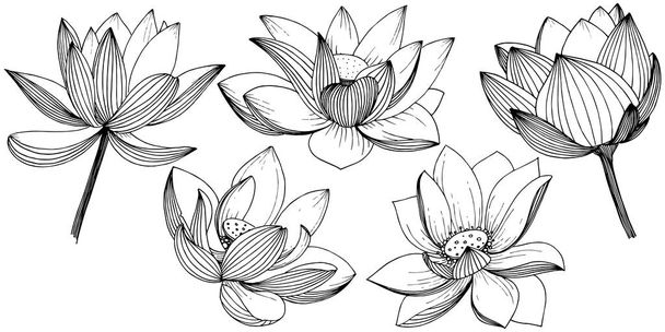 Vektor Lotosový květ. Květinové botanické květin. Izolované ilustrace prvek. Celé jméno rostliny: lotus. Wildflower vektorové pozadí, textura, souhrnný vzorek, rám nebo ohraničení. - Vektor, obrázek