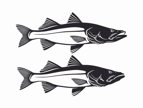 Společné snook ryba na bílém pozadí - Vektor, obrázek
