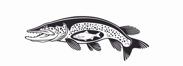 image pike fish on the white background - Vector, Image
