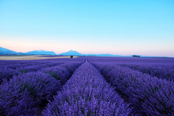 Morning sun rays over blooming lavender field - Фото, зображення