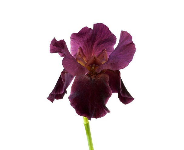 Iris - Фото, изображение