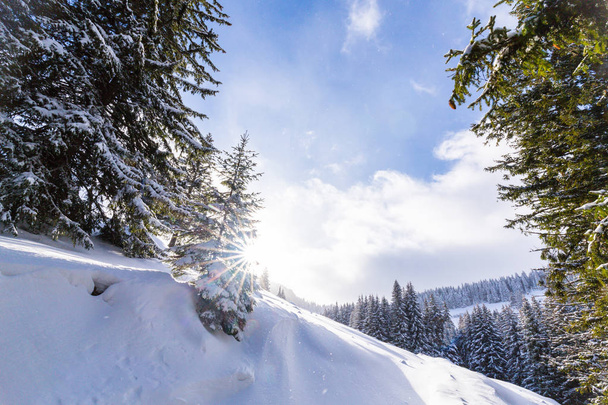 Beau paysage d'hiver dans les montagnes avec de la neige fraîche et forêt de sapins
 - Photo, image