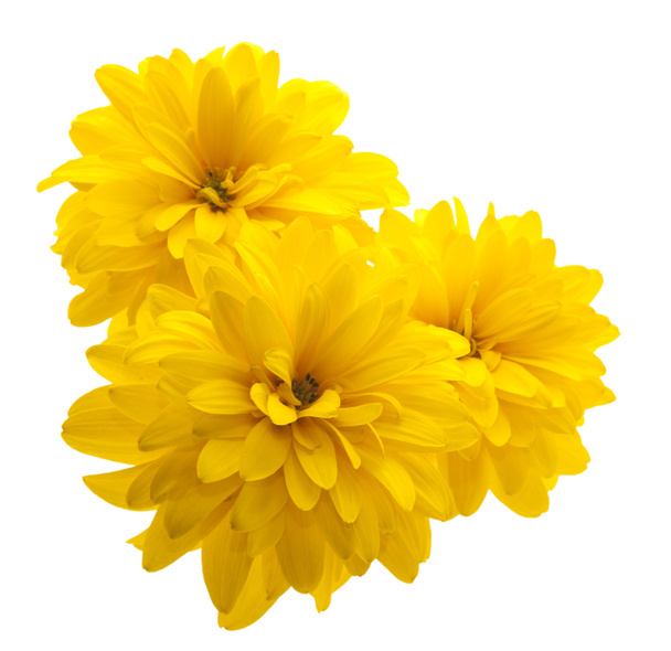 yellow flower - Photo, Image