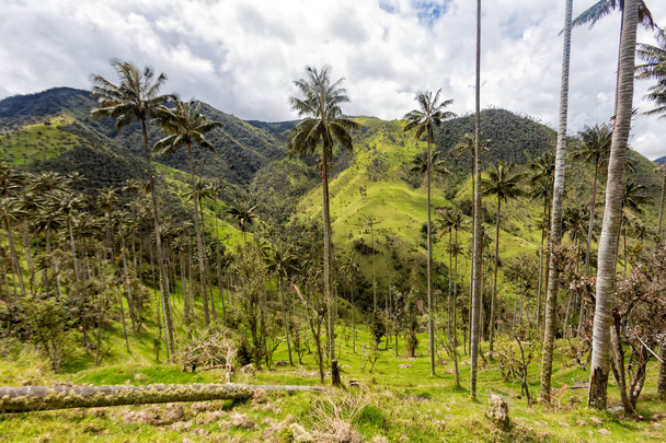 Palmový vosk les s dramatické mraky v dáli mimo Salento, Kolumbie.  - Fotografie, Obrázek