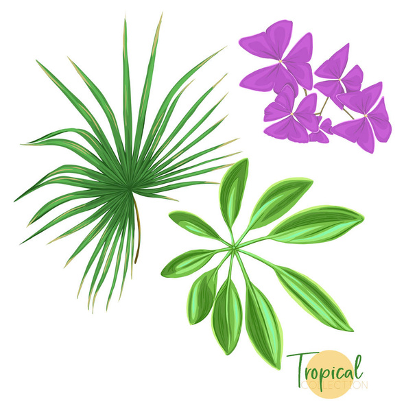 Tropical plant. Vector illustration in botanical style. - Vector, Imagen