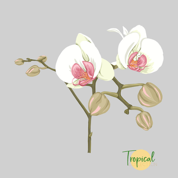 Tropical plant. Vector illustration in botanical style. - Vettoriali, immagini