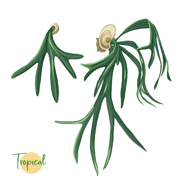 Tropical plant. Vector illustration in botanical style. - Вектор,изображение