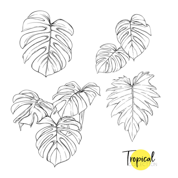 Tropical plant. Vector illustration in botanical style. - Vector, Image