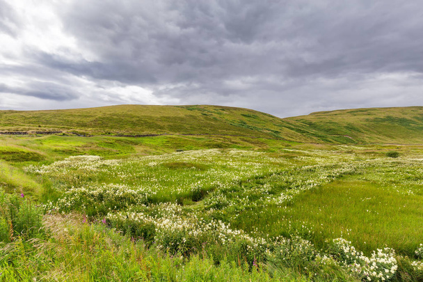 Landschaft Blick auf einen ausgetrockneten Bach im Sommer lädt Wildblumen im Hochland von Schottland außerhalb von Crieff wachsen.  - Foto, Bild