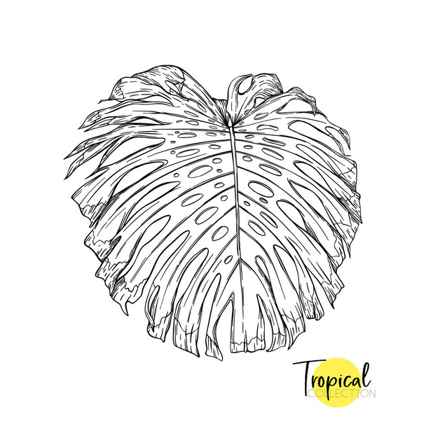 Tropical plant. Vector illustration in botanical style. - Vektör, Görsel